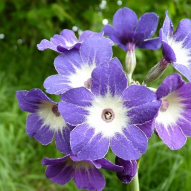 36e3-afcb-primula-alpicola- royal-blue-0-1-0-1-0-8-1-1000x750